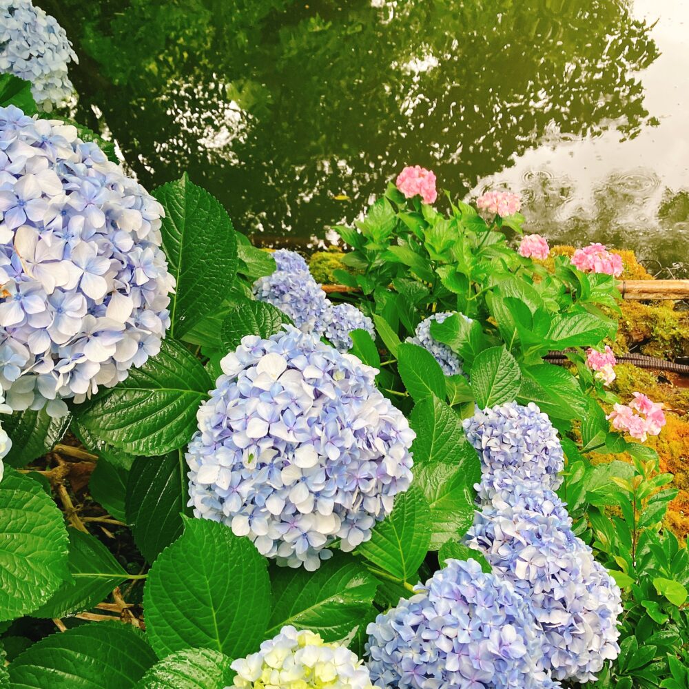 ホテル椿山荘東京の日本庭園に咲き誇る、淡い青色やピンク色の紫陽花。背景には、水面が静かに輝く幽翠池が見える。