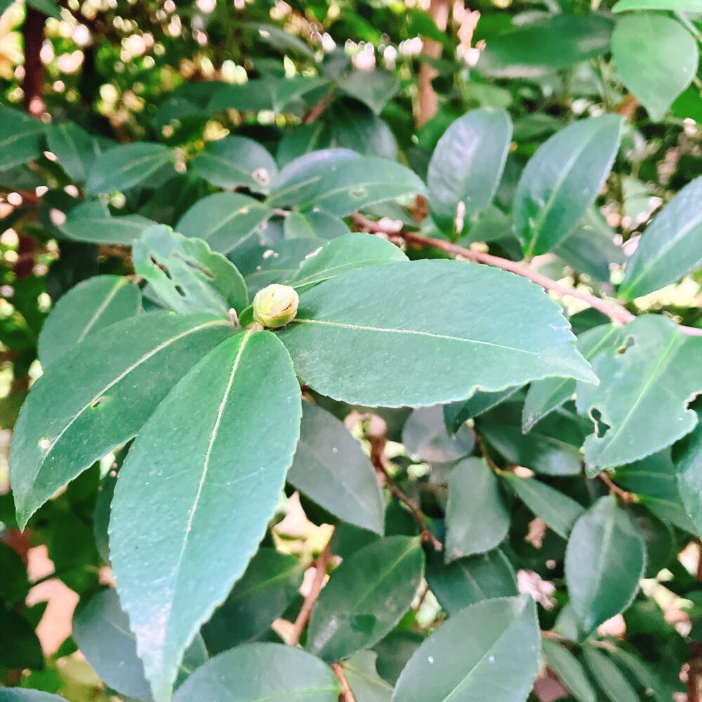 椿山荘の庭園で見つけた椿の新芽と蕾。歴史ある「つばきやま」の四季の移ろいを感じさせる一枚